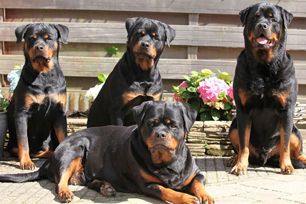 balans suiker snap Van Zopian Rottweilers