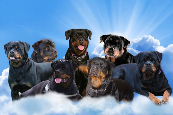 Moderator Pittig Wegversperring Van Zopian Rottweilers