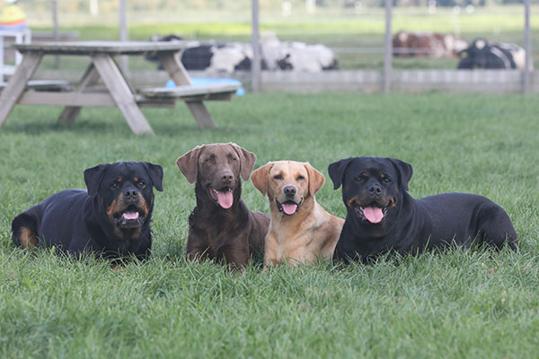 Lilly van Zopian 2026 b