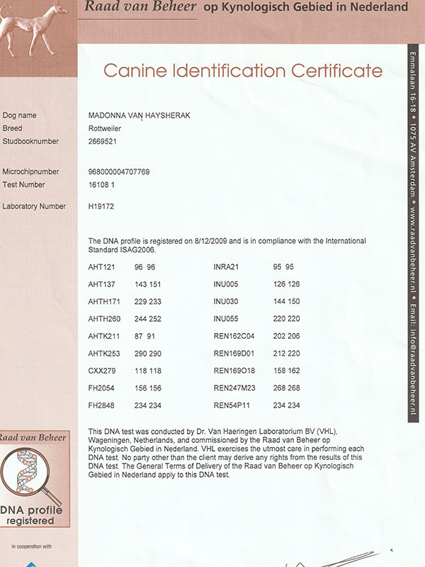 dna-certificaat-madonna-van-haysherak