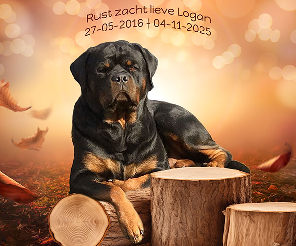 overlijden-logan-van-zopian