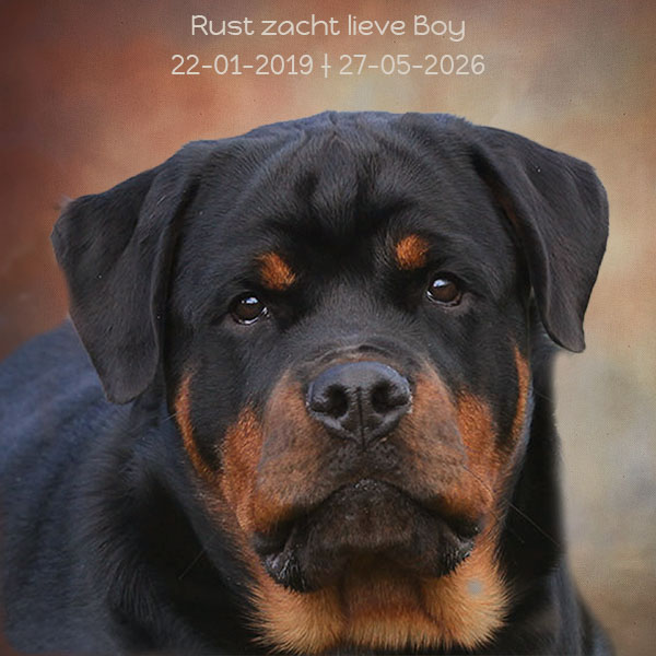 owen-boy-van-zopian