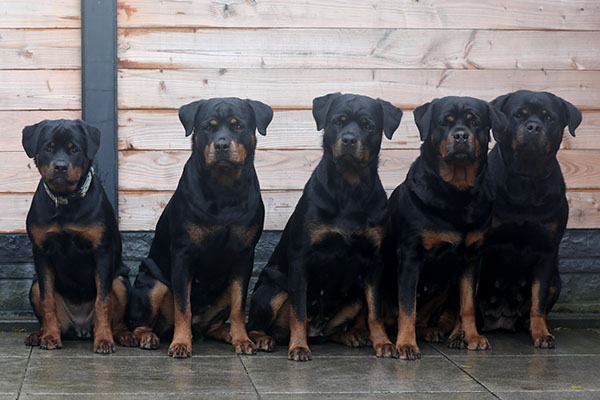 onze rottweilers