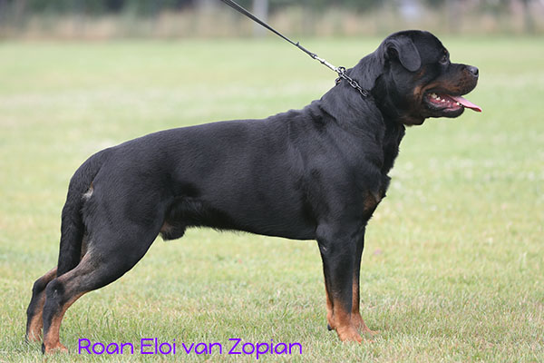 Roan Eloi van Zopian 2023-g