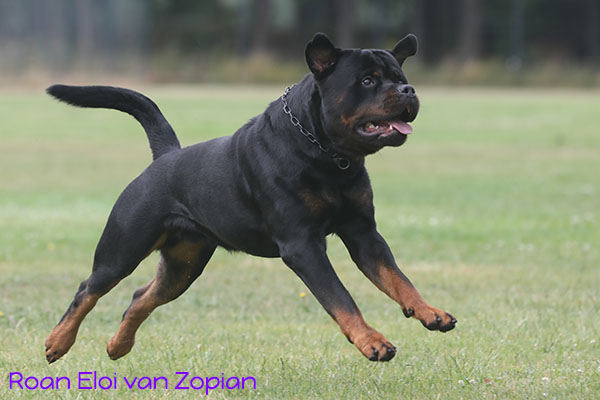 Roan Eloi van Zopian 2023-i