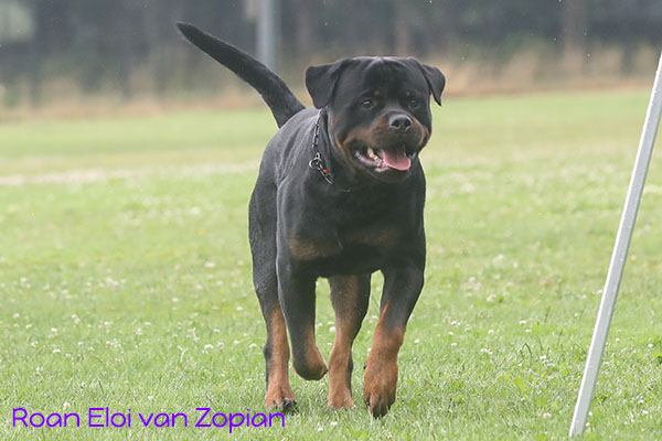 Roan Eloi van Zopian 2023-j