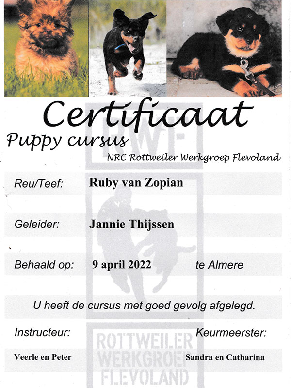 certificaat-puppy-Ruby