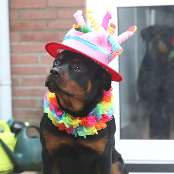 Vivi van Zopian 2024 e