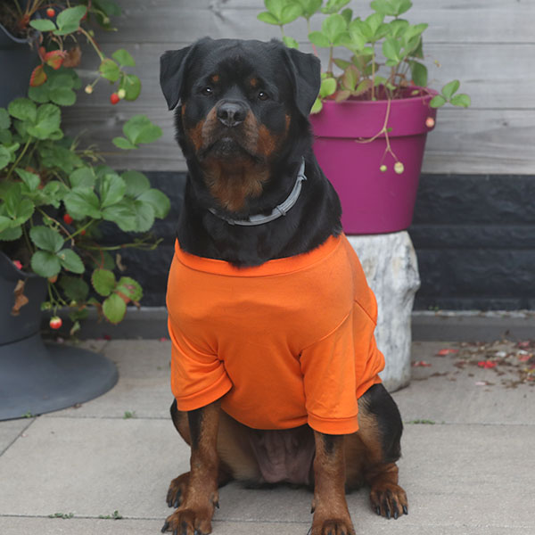 Vivi van Zopian 2026 e