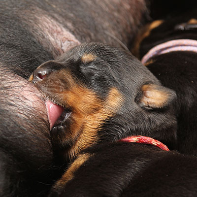 pagina vorige nesten a2