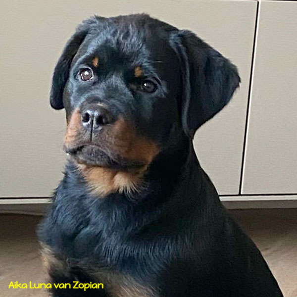 aika-luna-van-zopian