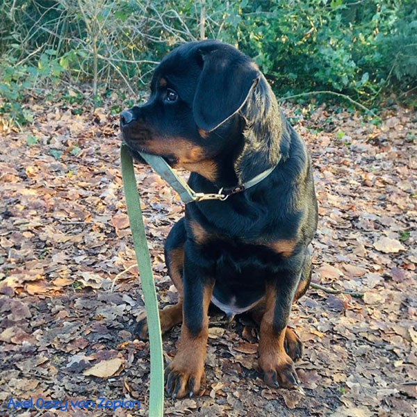 axel-ozzy-van-zopian