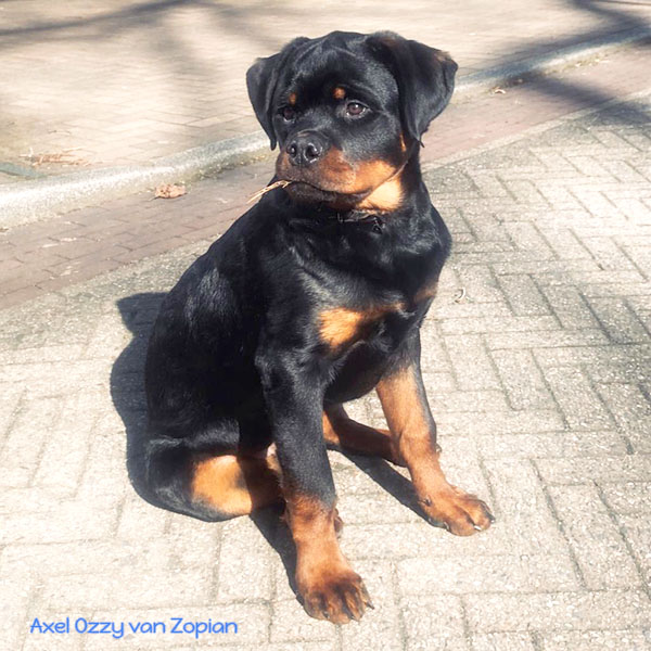 axel-ozzy-van-zopian