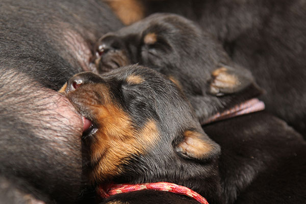 pagina a2-nest week 1 pupfoto