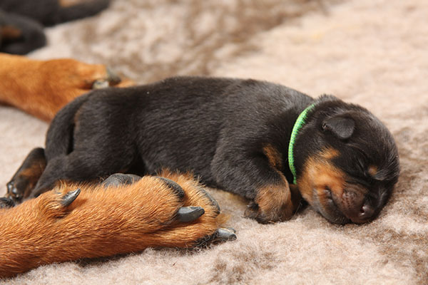 a2-nest week 1 pupfoto 1aa