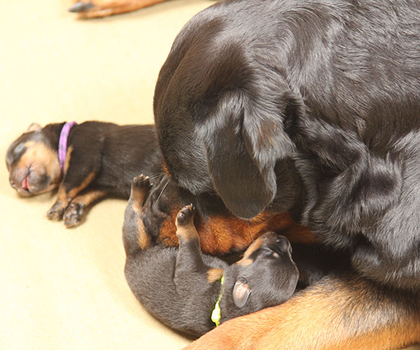 a2-nest week 1 pupfoto 1h