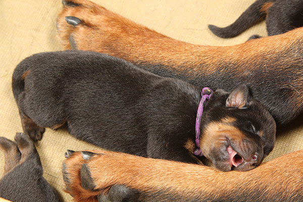 a2-nest week 1 pupfoto 1i