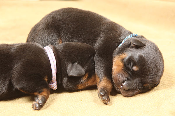 a2-nest week 1 pupfoto 1j