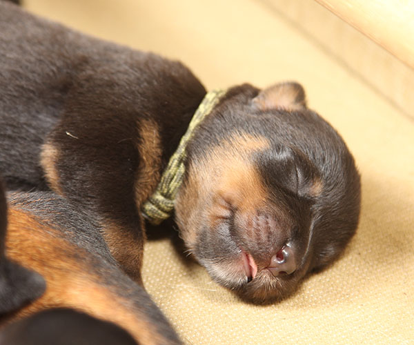 a2-nest week 1 pupfoto 1n