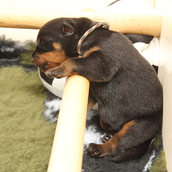 a2-nest week 1 pupfoto 1p