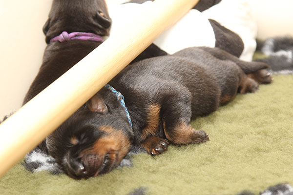 a2-nest week 1 pupfoto 1t