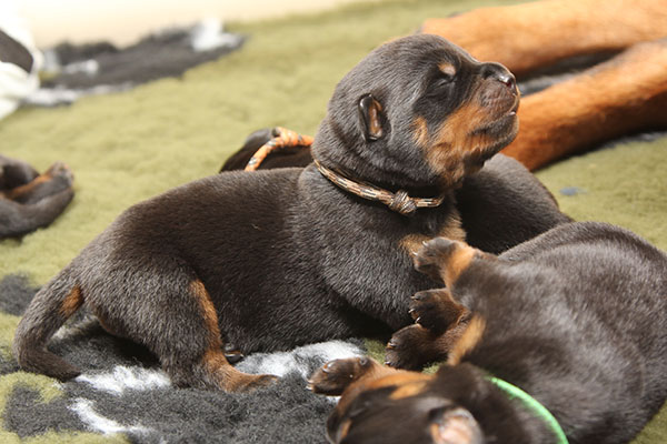 a2-nest week 1 pupfoto 1v