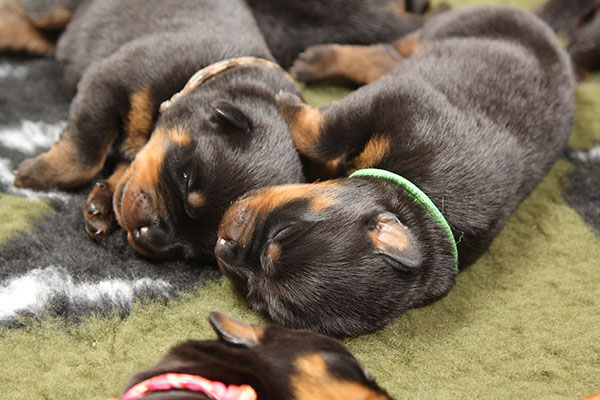 a2-nest week 1 pupfoto 1w