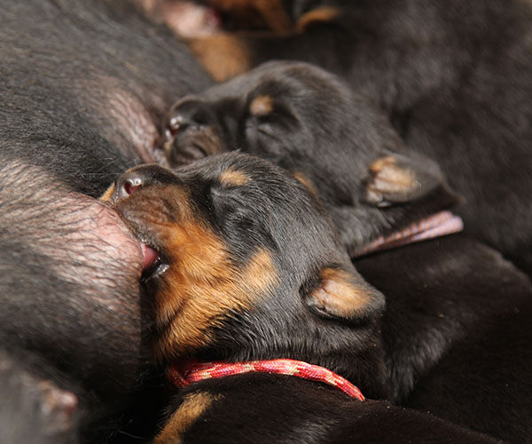 a2-nest week 1 pupfoto 1z