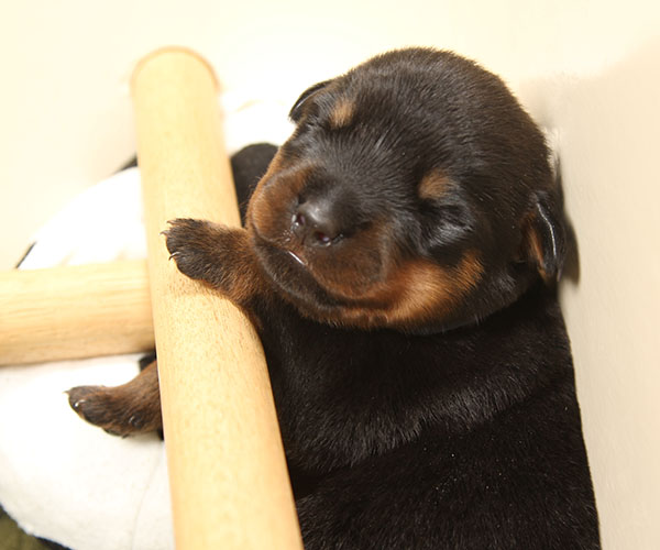 a2-nest week 2 pupfoto 2d