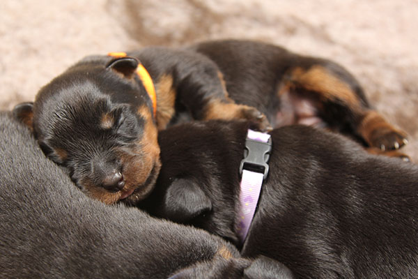 a2-nest week 2 pupfoto 2f