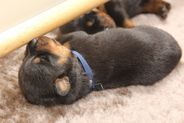 a2-nest week 2 pupfoto 2g