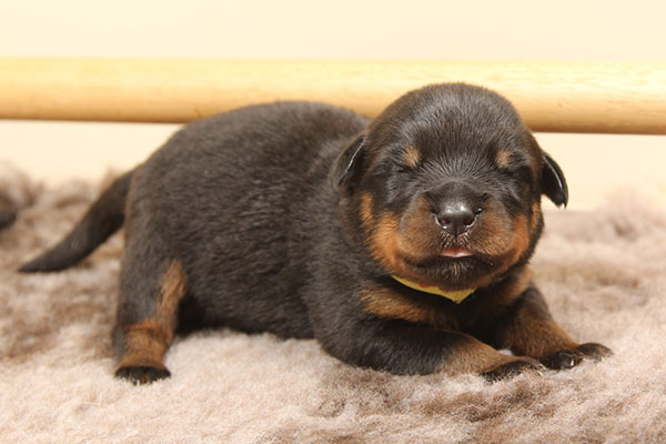 a2-nest week 2 pupfoto 2h