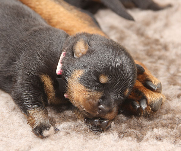 a2-nest week 2 pupfoto 2m