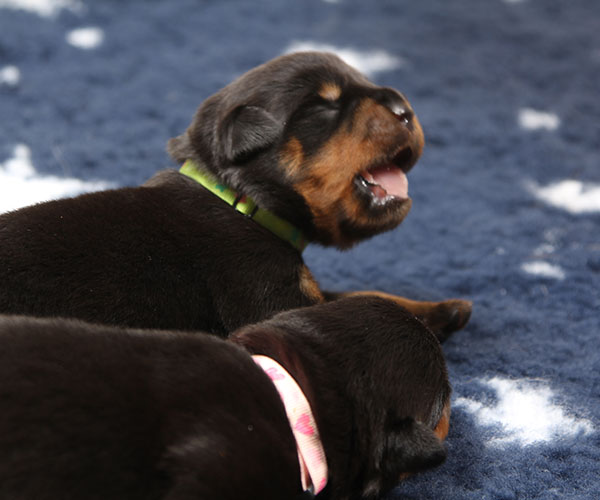 a2-nest week 2 pupfoto 2n