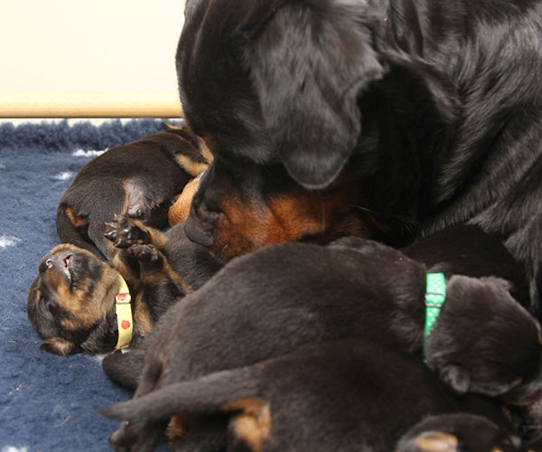 a2-nest week 2 pupfoto 2o