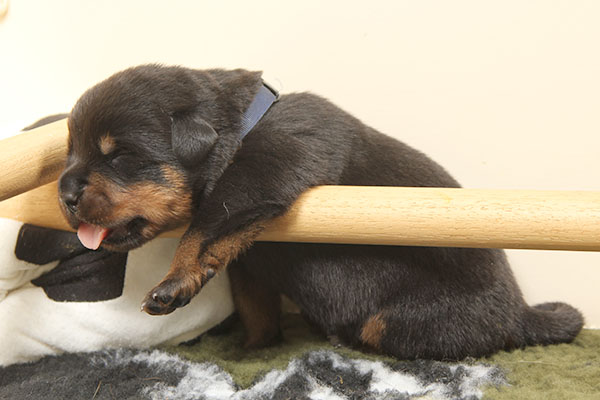 a2-nest week 2 pupfoto 2r