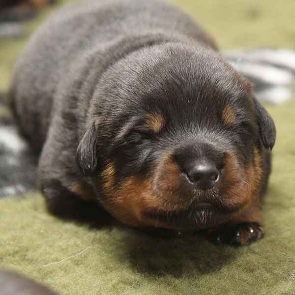 a2-nest week 2 pupfoto 2s