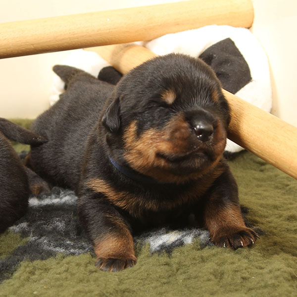 a2-nest week 2 pupfoto 2t