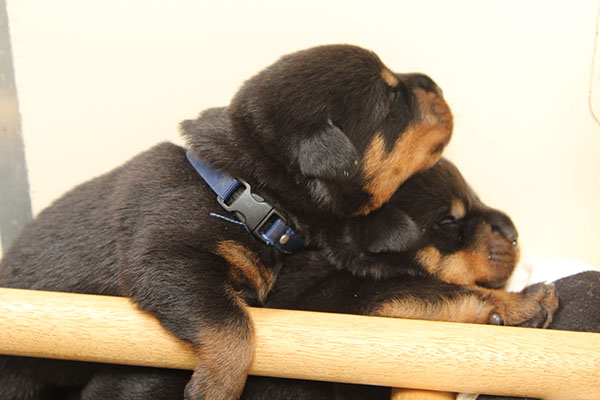 a2-nest week 2 pupfoto 2u