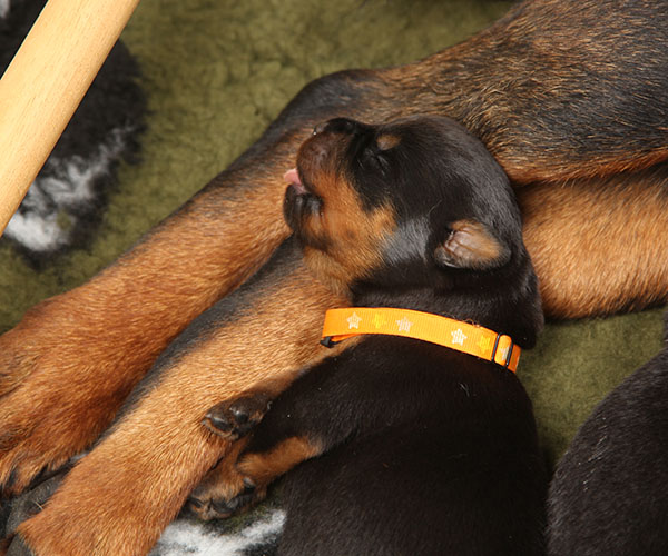 a2-nest week 2 pupfoto 2x