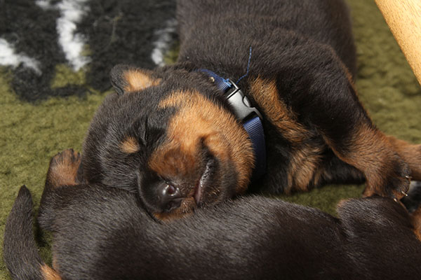 a2-nest week 2 pupfoto 2y