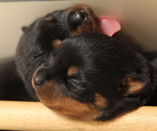 a2-nest week 2 pupfoto 2zc