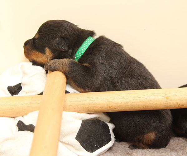 a2-nest week 2 pupfoto 2zd