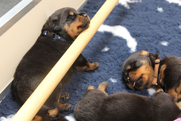 a2-nest week 2 pupfoto 2zf