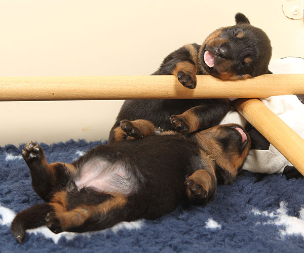 a2-nest week 2 pupfoto 2zg