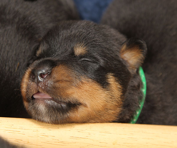 a2-nest week 2 pupfoto 2zh