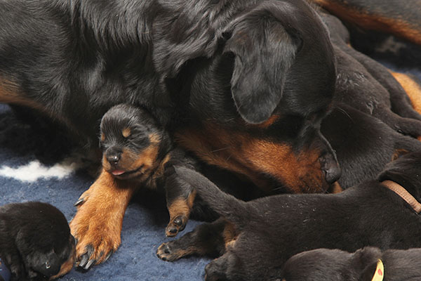 a2-nest week 2 pupfoto 2zk