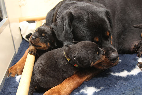 a2-nest week 2 pupfoto 2zl