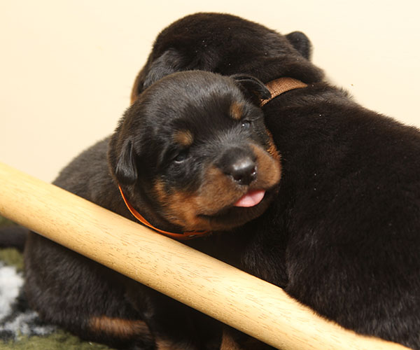 a2-nest week 3 pupfoto 3i