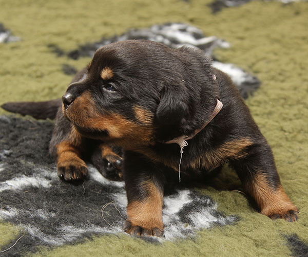 a2-nest week 3 pupfoto 3j